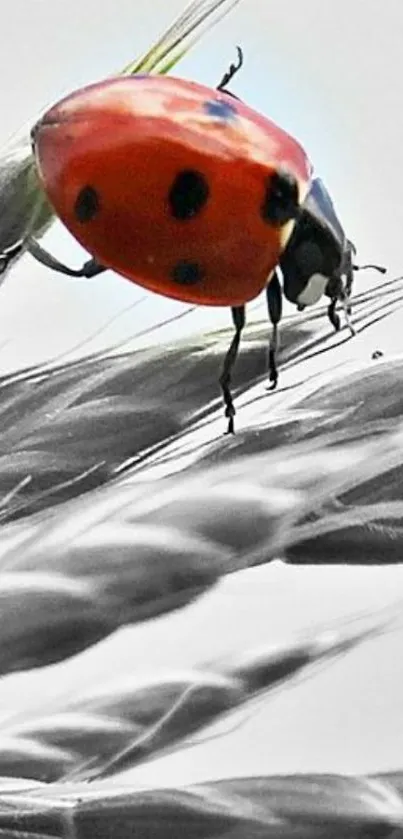 Vibrant red ladybug on grayscale leaves.