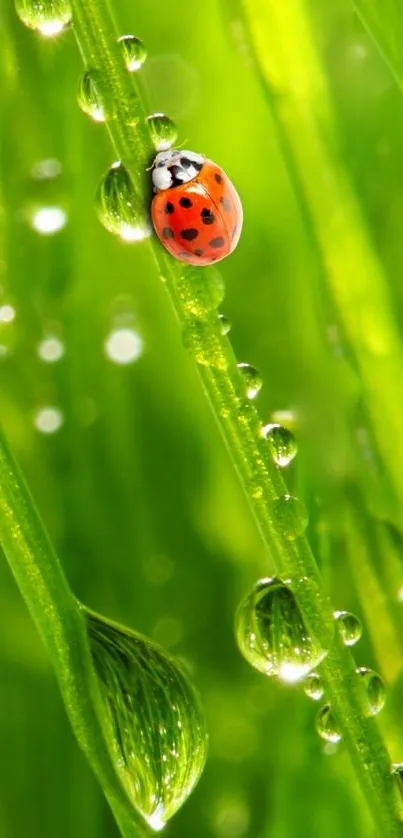 Ladybug on a dew-covered green leaf.