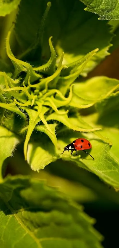 Mobile wallpaper of a ladybug on a bright green leaf.