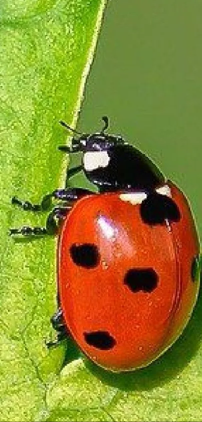 Close-up of a ladybug on a green leaf