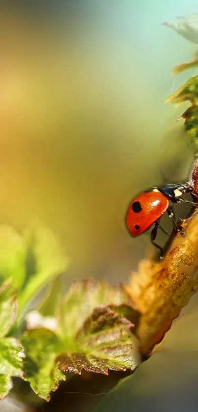 Ladybug on a leaf in beautiful natural colors, perfect for mobile wallpaper.