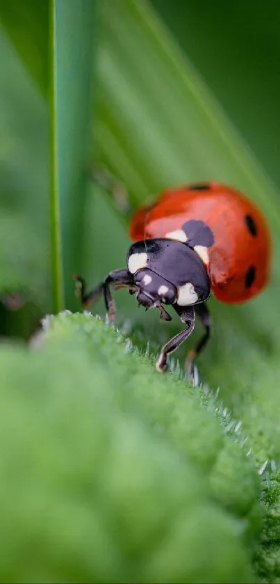 Close-up of a vibrant ladybug on a green leaf.