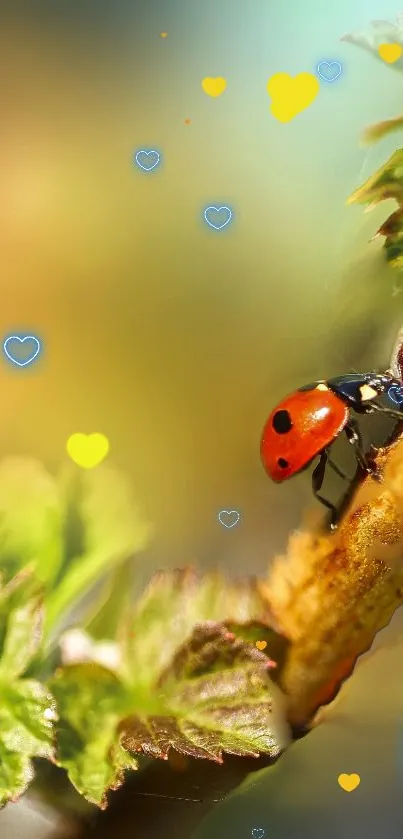 Ladybug on leaf with heart accents mobile wallpaper.