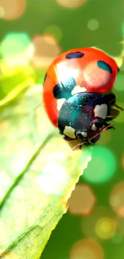 Vibrant red ladybug on a green leaf with a bokeh background.