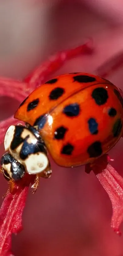Ladybug on vibrant red maple leaves close-up.