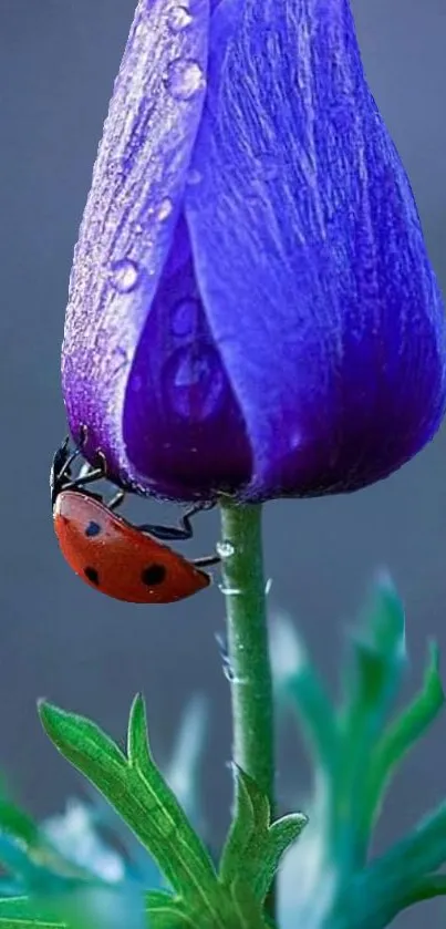 Ladybug on a purple flower with dewdrops.