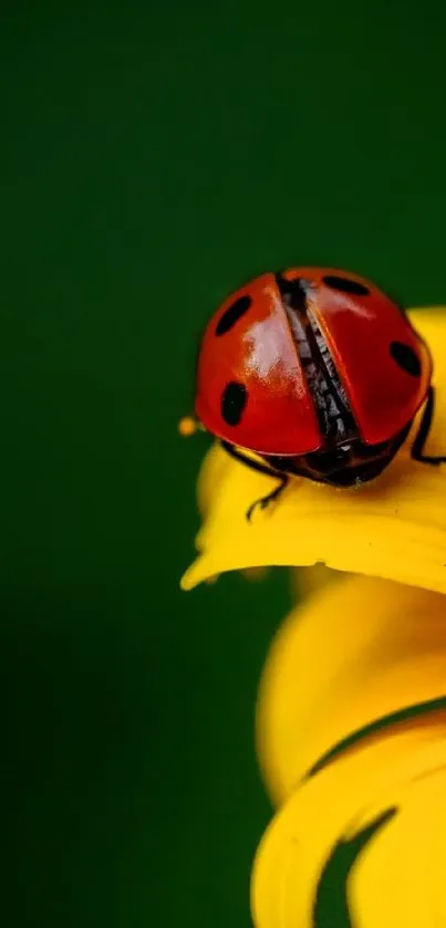 Mobile wallpaper with a ladybug on a yellow flower petal against a green background.