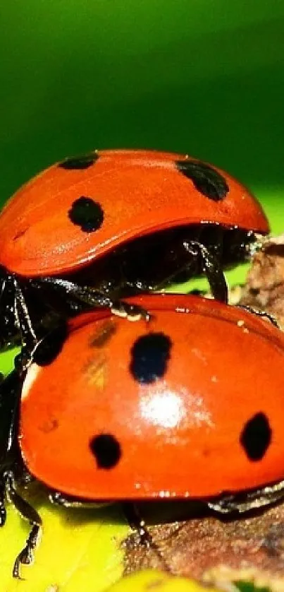 Close-up of two vibrant ladybugs on a green leaf.