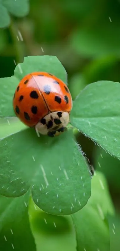 Ladybug sitting on a green clover leaf with soft raindrops.