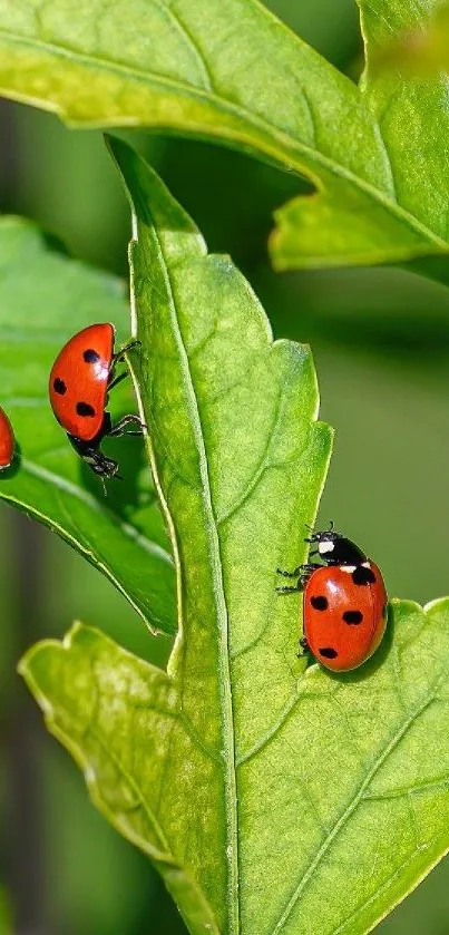 Vibrant wallpaper with ladybugs on green leaves.