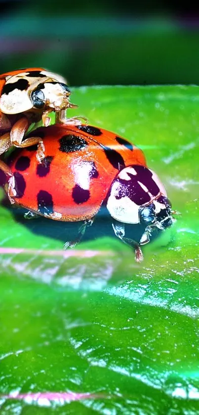 Colorful ladybugs on a vibrant green leaf.