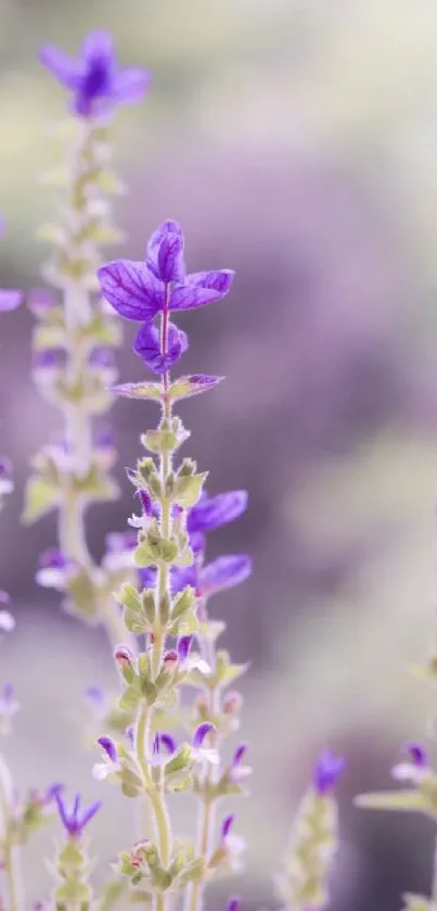 Lavender flowers in soft focus, creating a serene and calming mobile wallpaper.