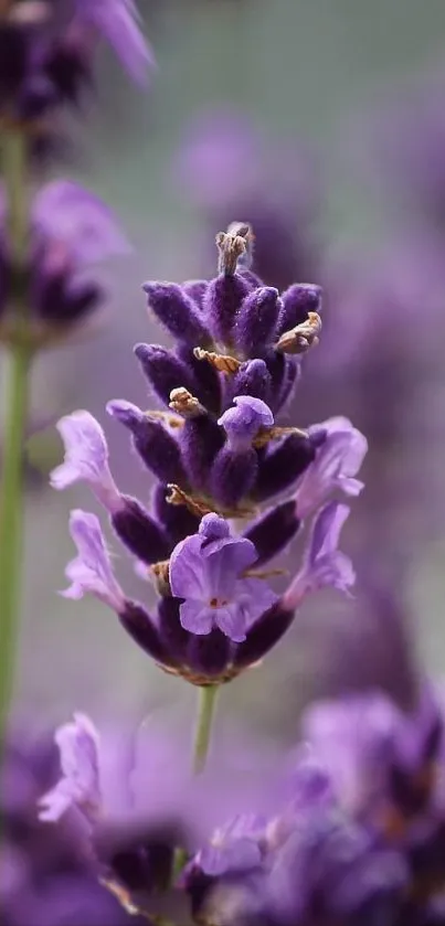 Close-up of vibrant lavender flower in bloom.