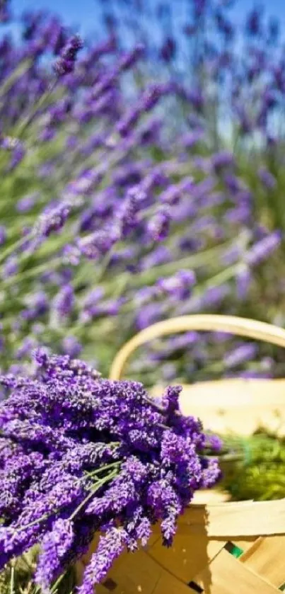 Lavender flowers in a woven basket in a sunlit field.