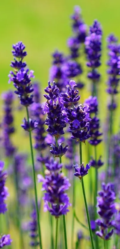 Vivid lavender field with purple flowers in a lush green setting.