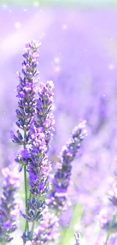 Lavender field in bloom, rich in purple hues.