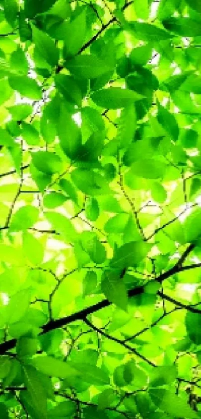 Lush green leaf canopy creating a natural mobile wallpaper.