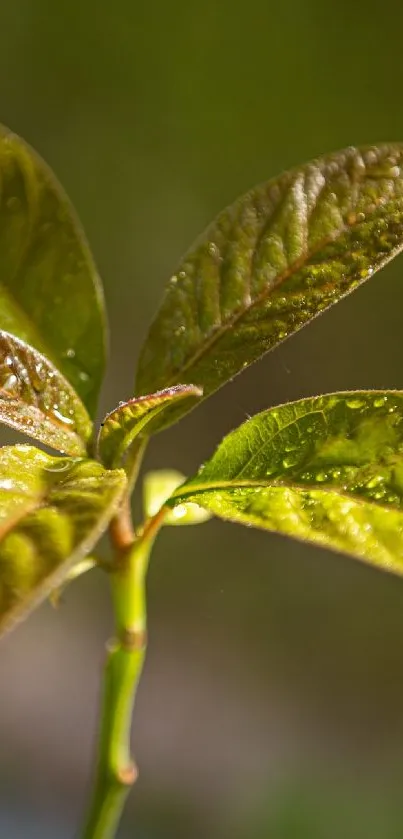 Close-up of a vibrant green plant leaf with natural light.