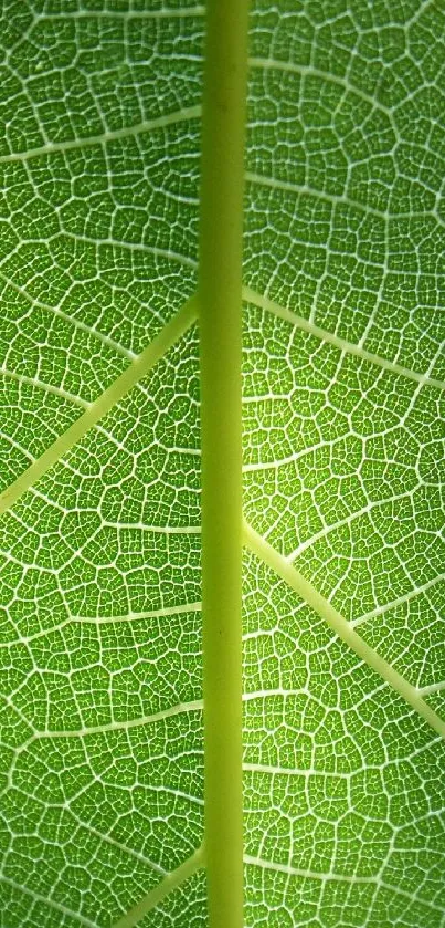 Close-up texture of a green leaf.