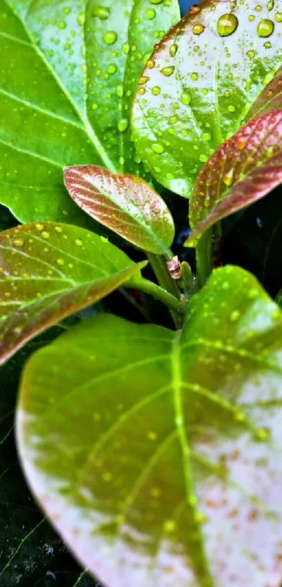 Close-up of vibrant dewy leaves with water droplets.