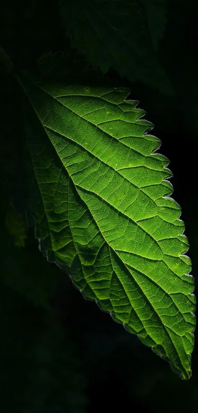 Vibrant green leaf in dark background.