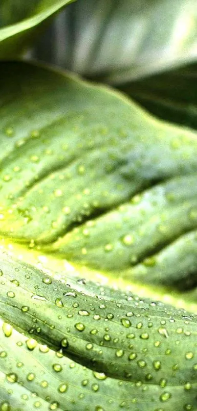 Close-up of a green leaf with dewdrops for phone wallpaper.