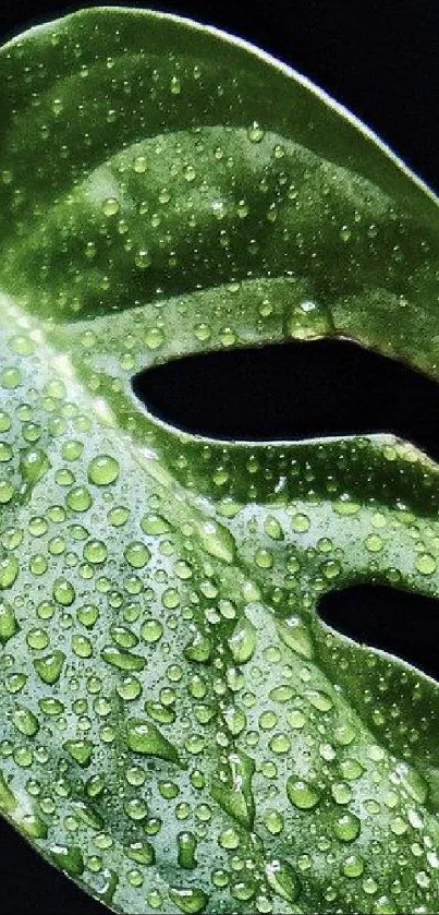 Close-up of a green leaf with raindrops on a dark background.