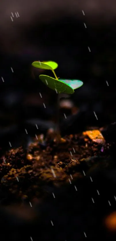 Green leaf in rain on dark soil wallpaper.