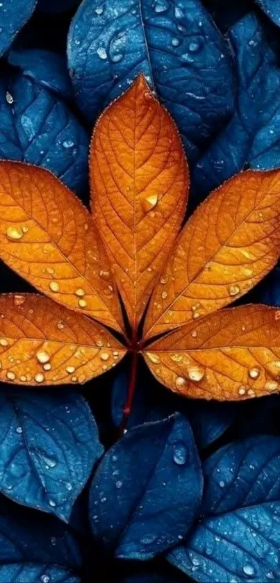 Vibrant orange leaf on deep blue leaves background.