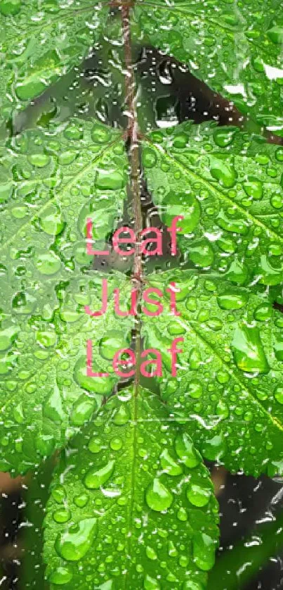 Green leaf wallpaper with dew droplets.