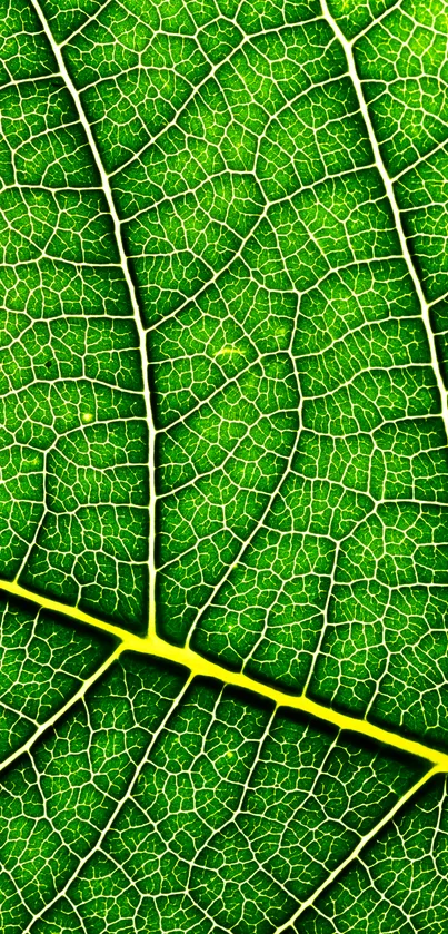 High-resolution vibrant green leaf texture wallpaper for mobile screens.