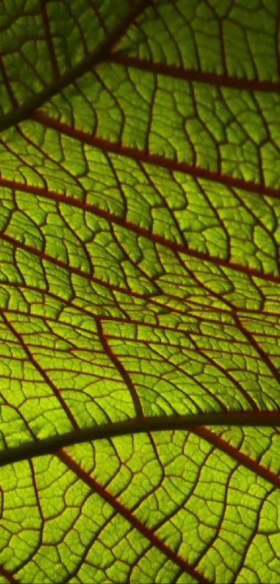 Close-up of a vibrant green leaf with intricate vein patterns.