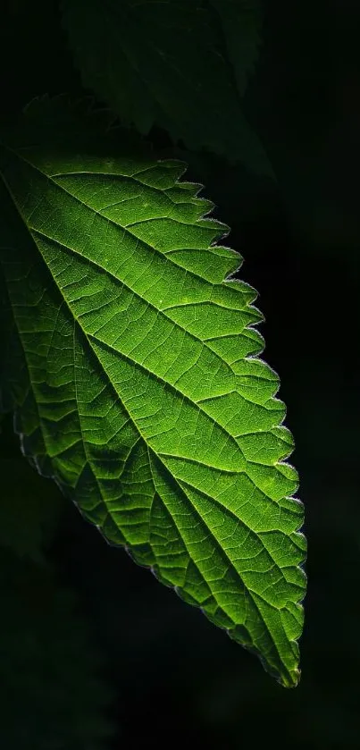 Close-up of a green leaf with detailed veins against a dark background.