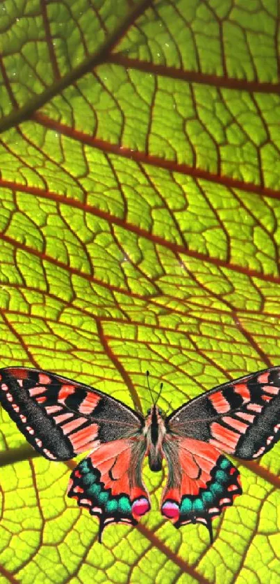 Colorful butterfly resting on a green leaf with a vibrant, detailed texture.