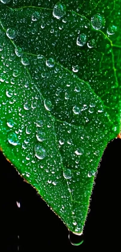 Close-up of a green leaf with dew drops.