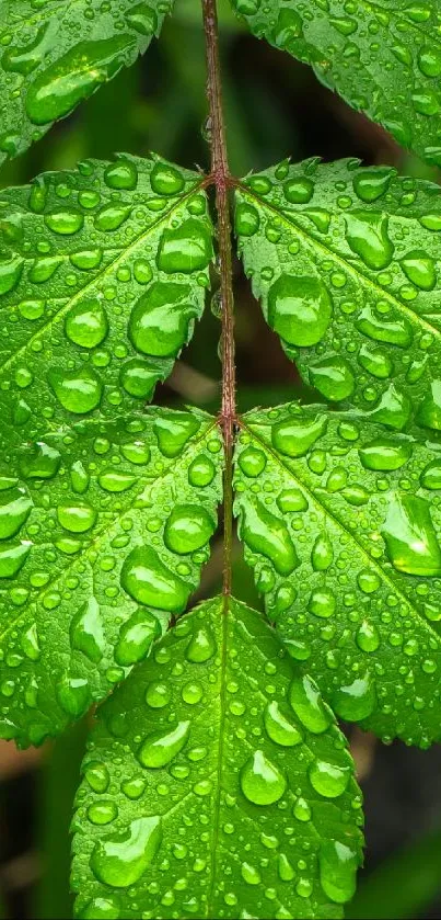 Green leaf with shimmering dewdrops enhancing its vibrant texture.