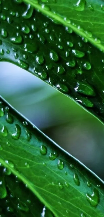 Vibrant green leaf with dewdrops in a close-up view.