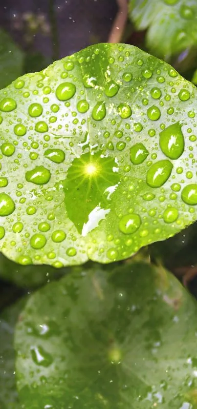 Close-up of a green leaf with dewdrops highlighting nature's beauty.