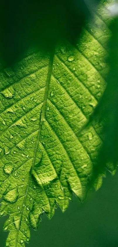 Close-up of a green leaf with water droplets.