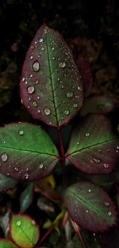 Close-up of a vibrant green leaf with raindrops on a dark background.