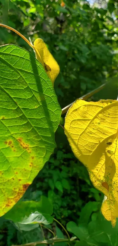 Vibrant green and yellow leaves in sunlight mobile wallpaper.