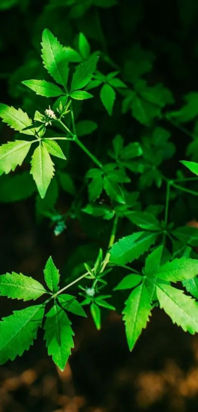 Lush green leaves forming a natural, vibrant pattern.