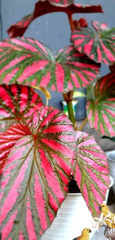 Vibrant red and green begonia leaves wallpaper.