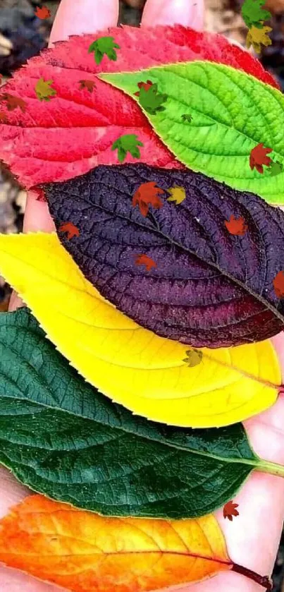 Colorful autumn leaves in a hand with a natural background.