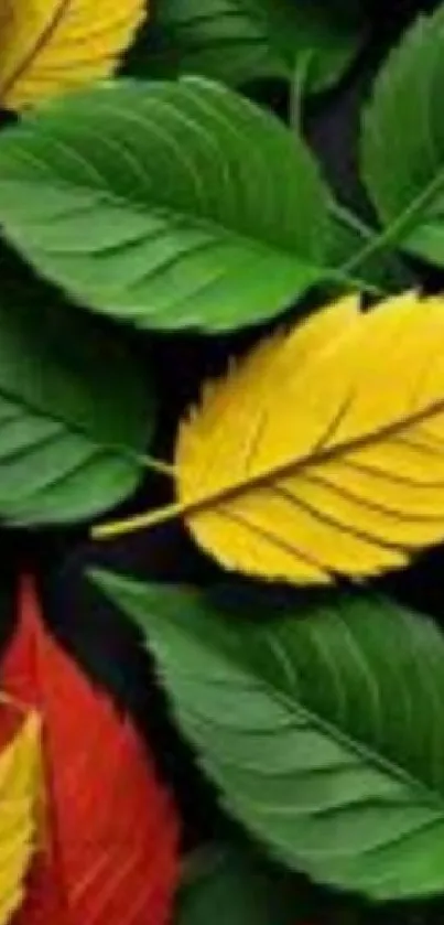 Vibrant leaves in green, yellow, and red hues