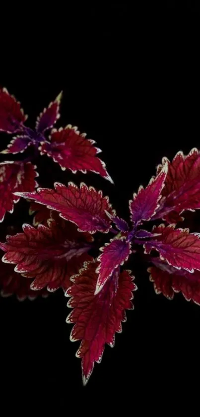 Magenta leaves on a black background wallpaper.