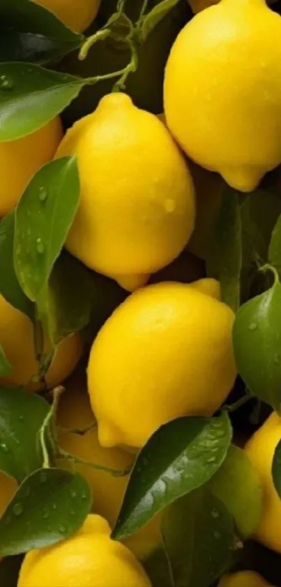 Yellow lemons with green leaves and water droplets.