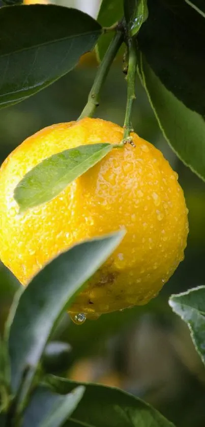 Dewy lemon hanging on green tree with lush leaves.