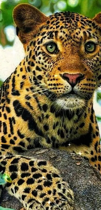 Majestic leopard with green leaves background.