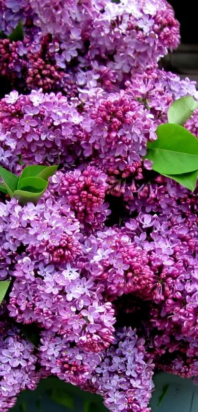 Lilac flowers with lush green leaves creating a vibrant floral display.